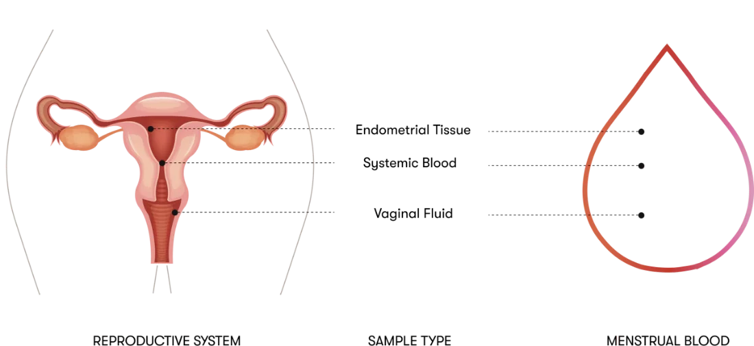 Diagram of the female reproductive system next to a drop of menstrual blood. Endometrial tissue comes from the uterus, systemic blood from its vessels, and vaginal fluid from the vagina; all three end up in menstrual blood.